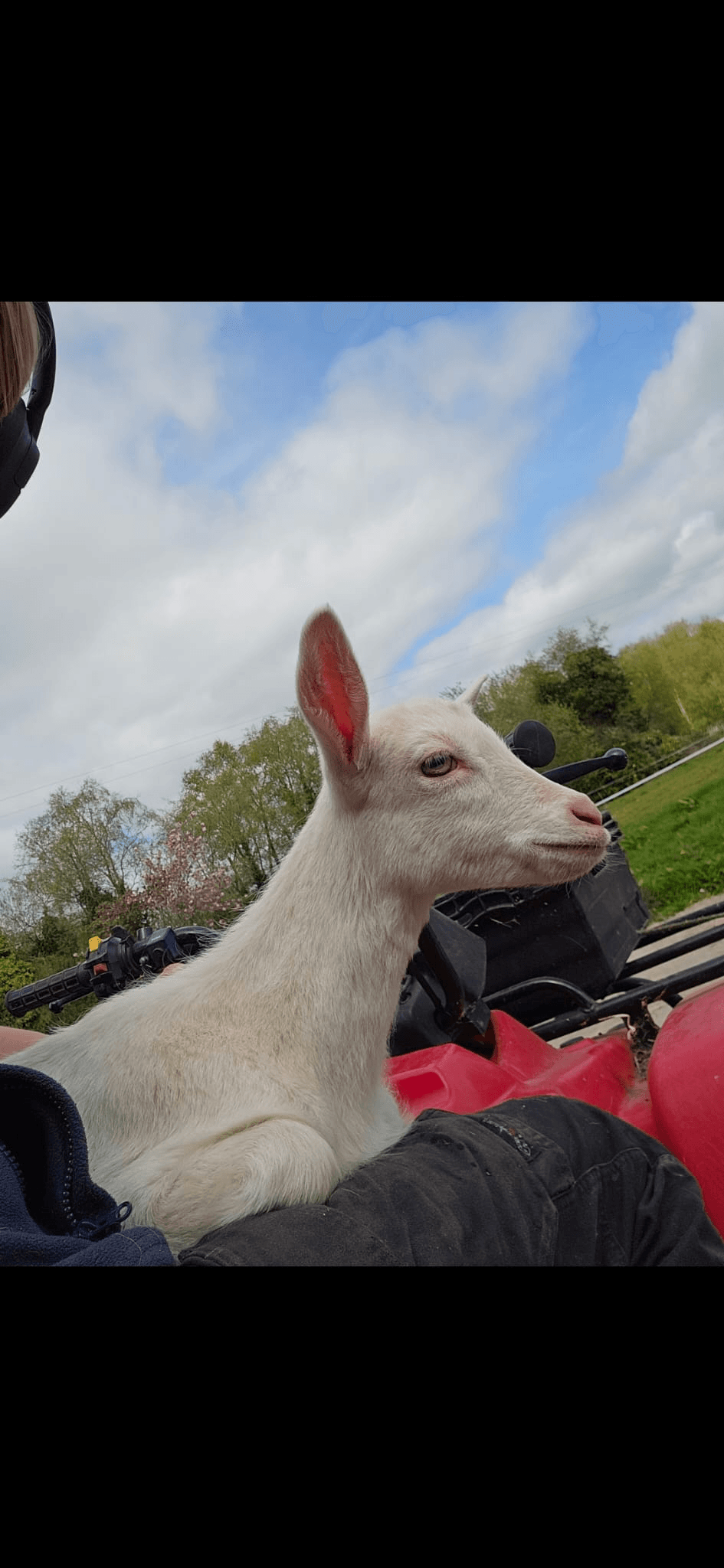 Goat on the Saol Nua farm