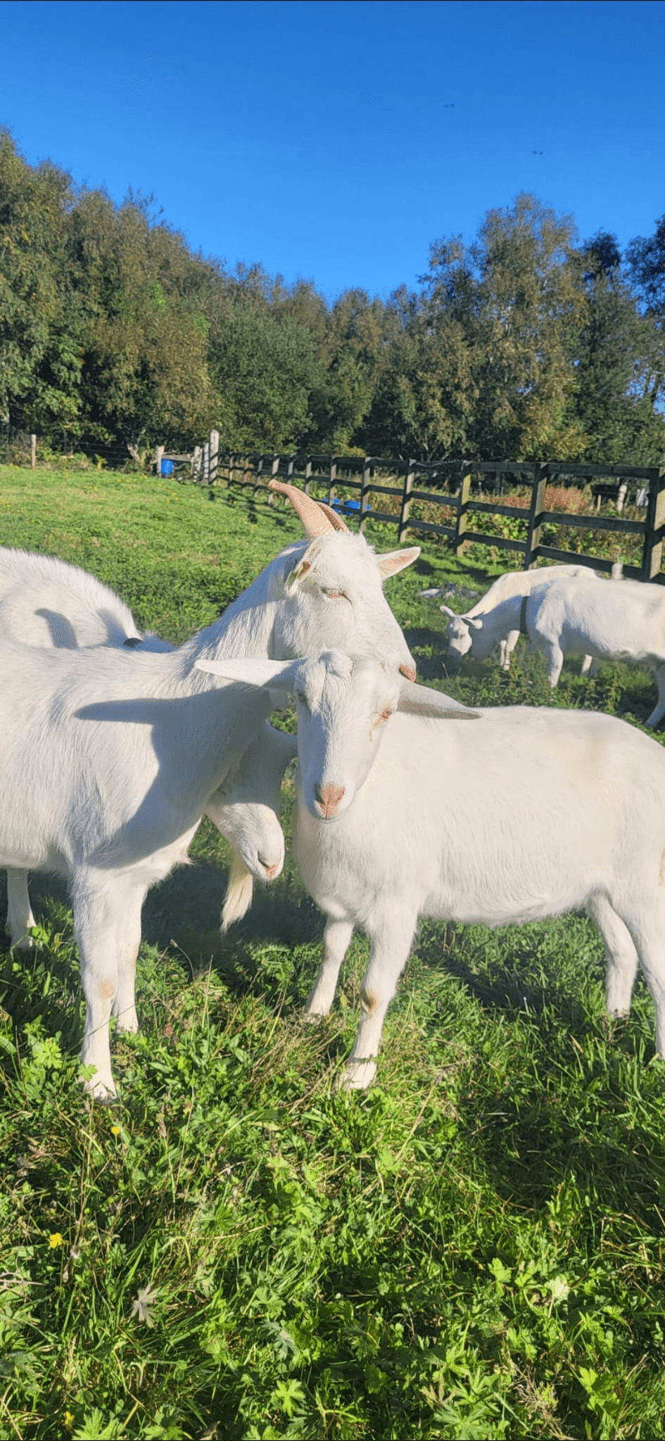 Goat on the farm